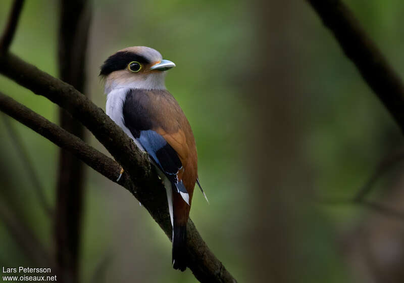 Silver-breasted Broadbilladult, identification