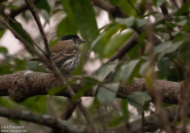 African Broadbilladult, identification