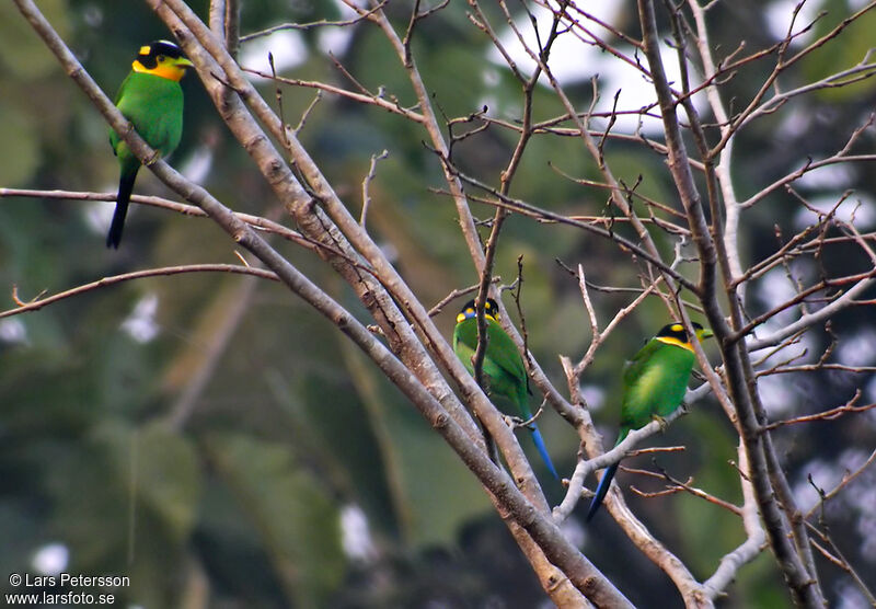 Long-tailed Broadbill