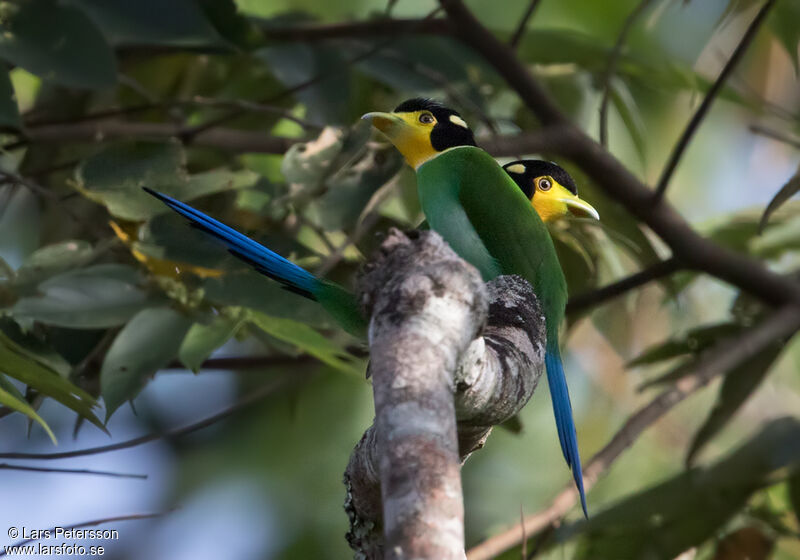 Long-tailed Broadbill