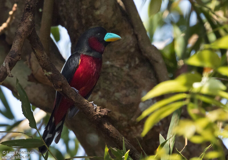 Black-and-red Broadbill