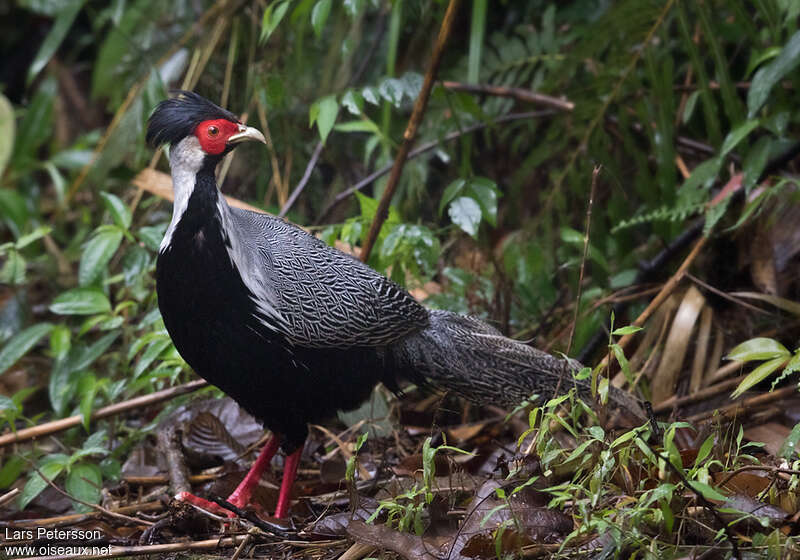 Faisan argenté mâle adulte, identification