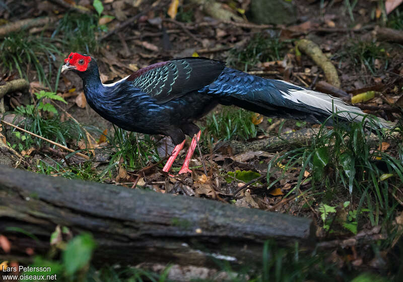 Faisan de Swinhoe mâle adulte, identification