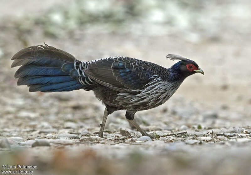 Kalij Pheasant