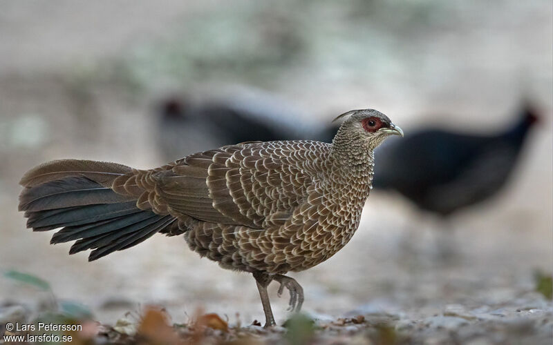 Kalij Pheasant