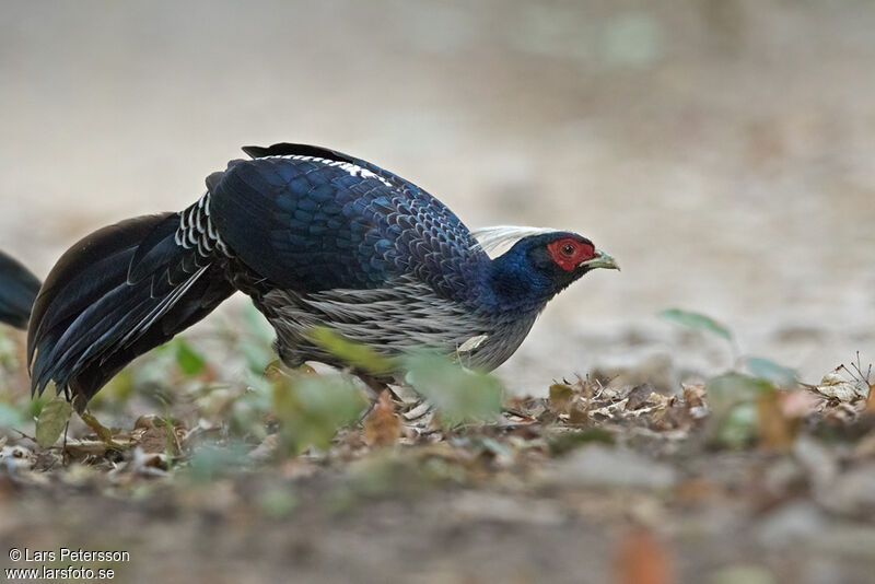 Kalij Pheasant