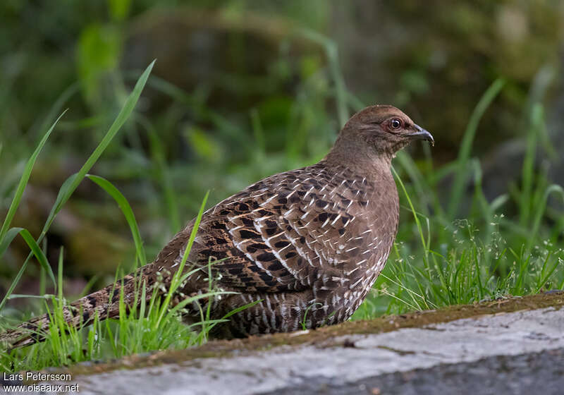 Mikado Pheasant female adult, identification