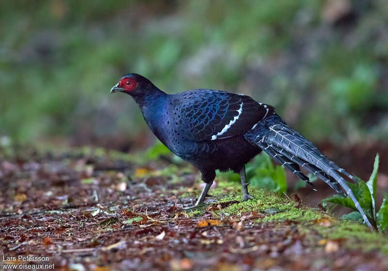 Faisan mikado mâle adulte, identification