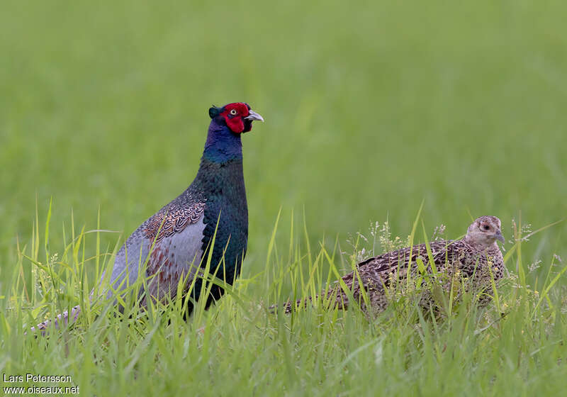 Green Pheasantadult, Behaviour