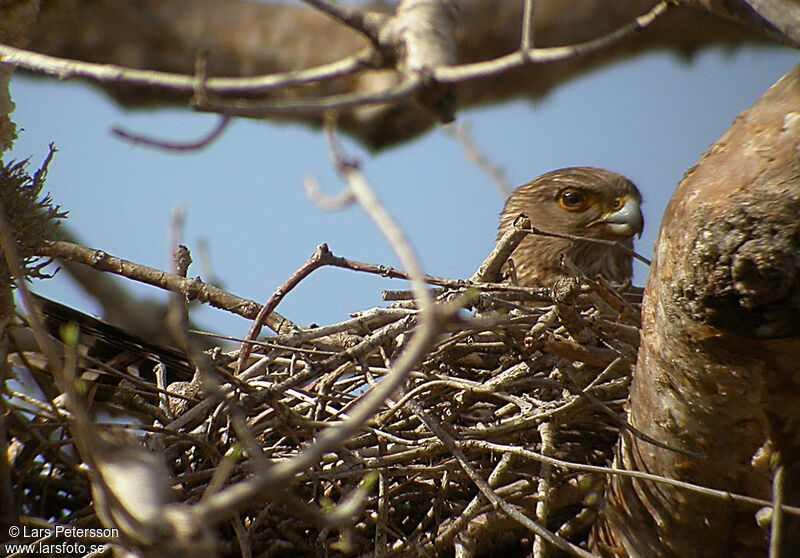 Banded Kestrel