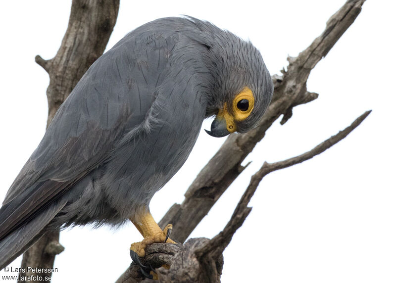 Grey Kestrel