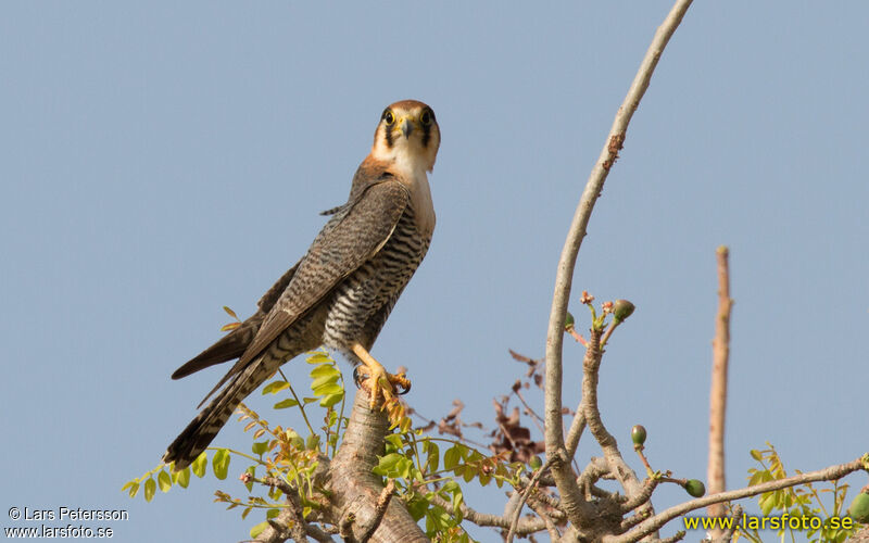 Red-necked Falcon