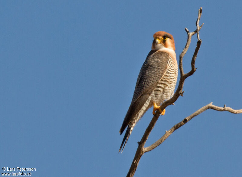 Red-necked Falcon