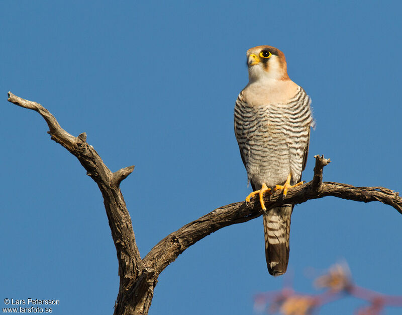 Red-necked Falcon