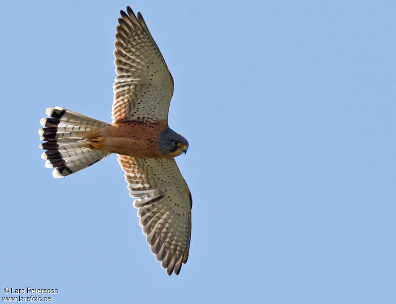 Common Kestrel