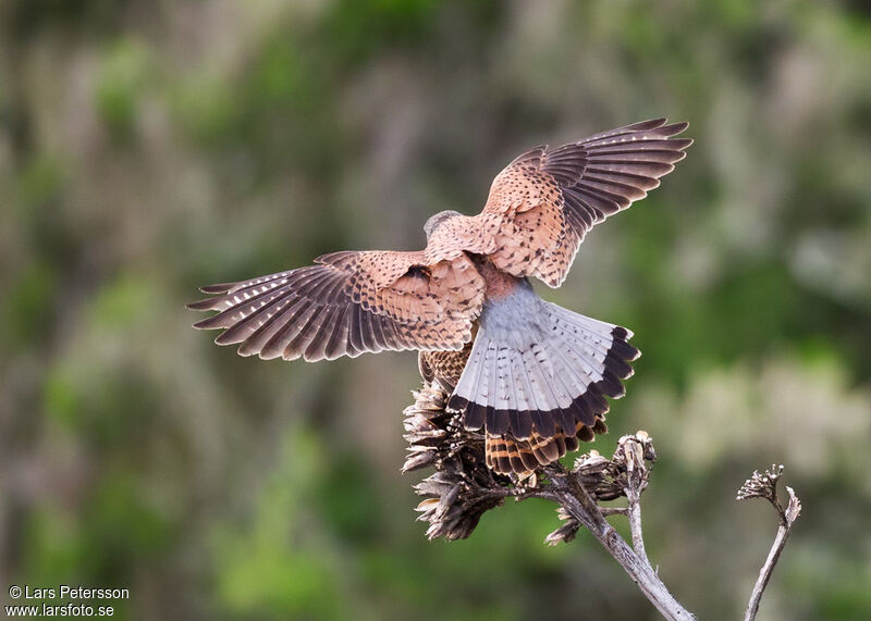 Common Kestrel