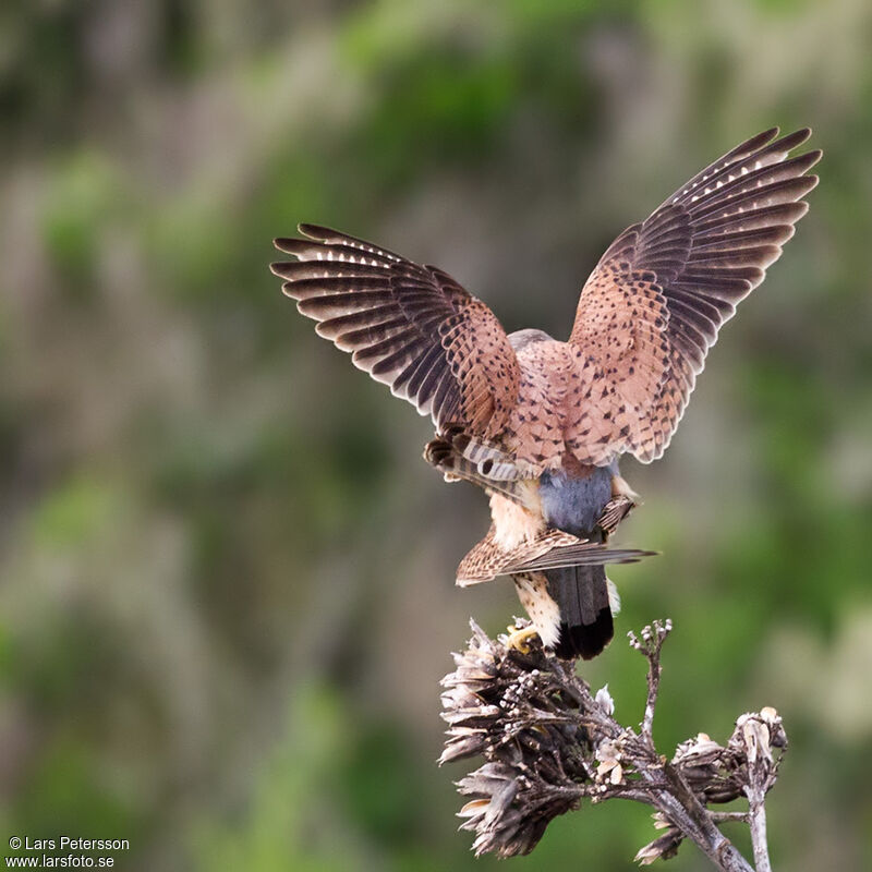 Common Kestrel