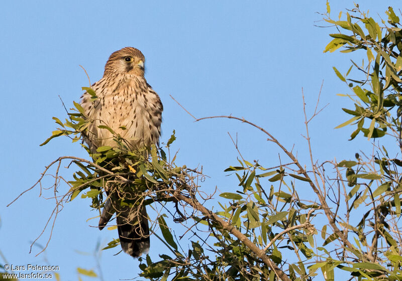 Common Kestrel