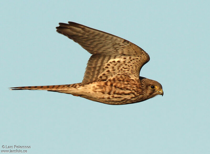 Common Kestrel