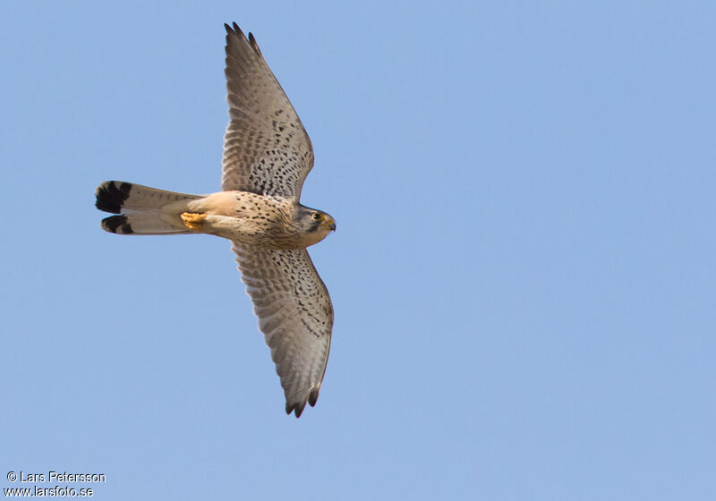 Common Kestrel