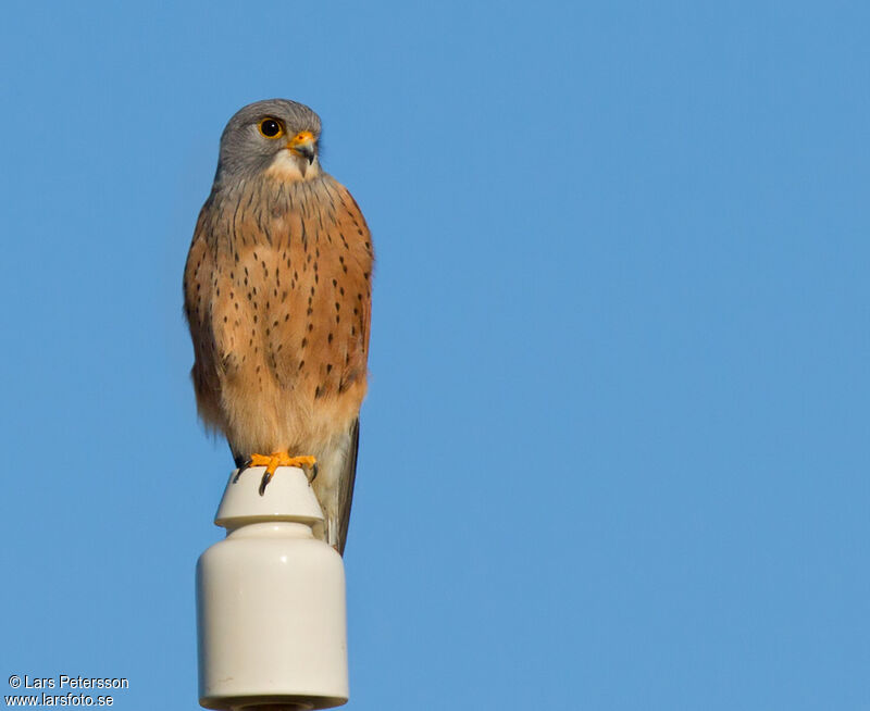 Common Kestrel