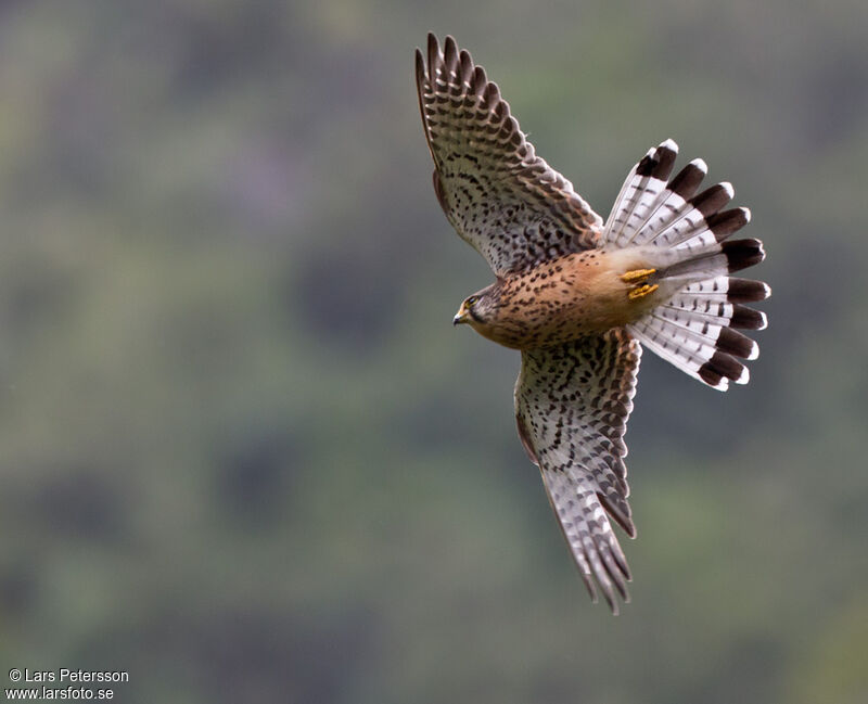 Faucon crécerelle