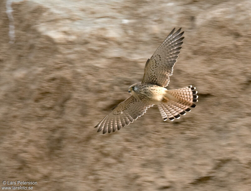 Lesser Kestrel