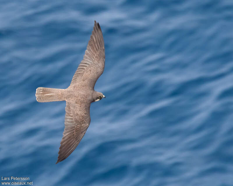 Eleonora's Falconimmature, pigmentation, Flight