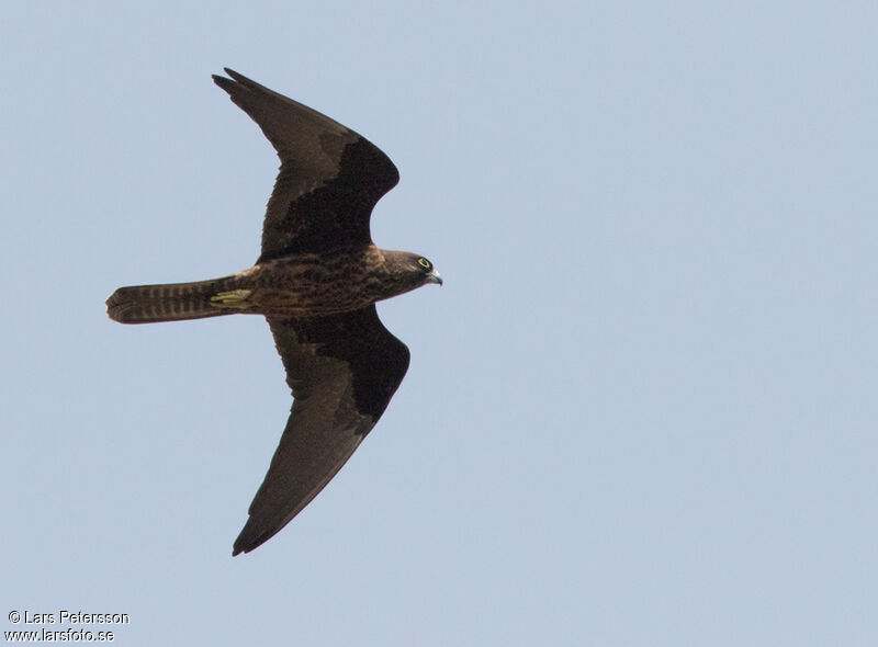 Eleonora's Falcon