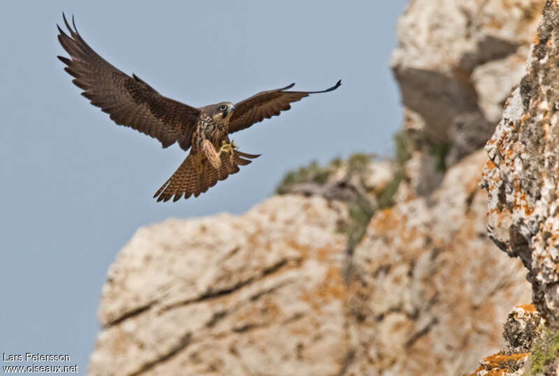 Eleonora's Falcon female subadult, identification