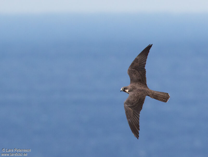 Eleonora's Falcon