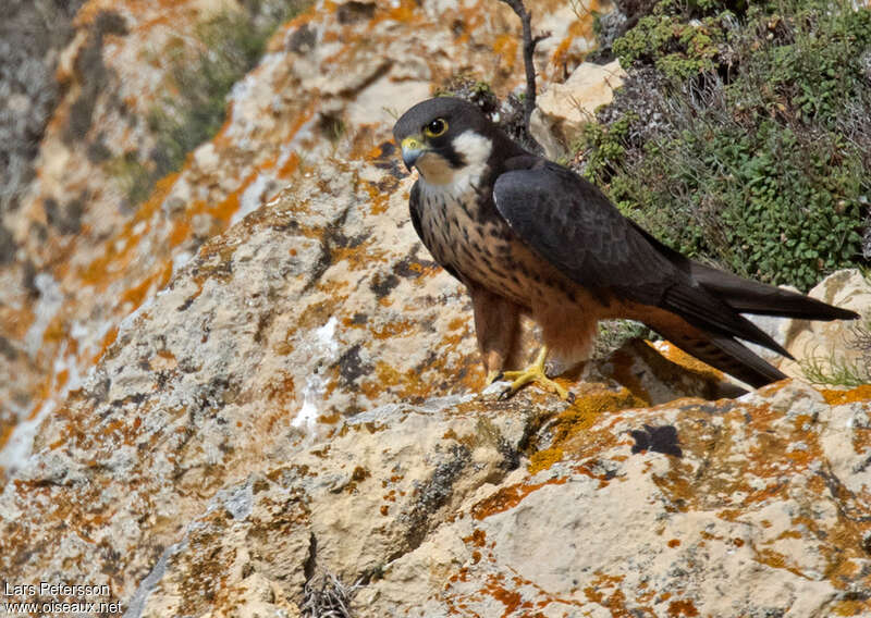 Eleonora's Falcon male adult breeding, identification