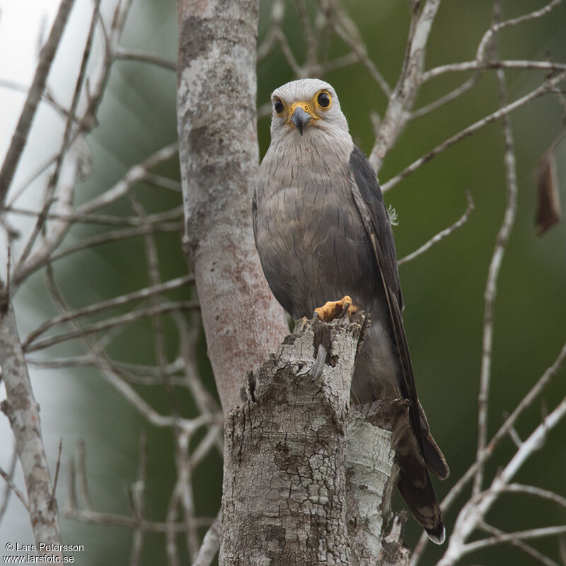 Dickinson's Kestrel