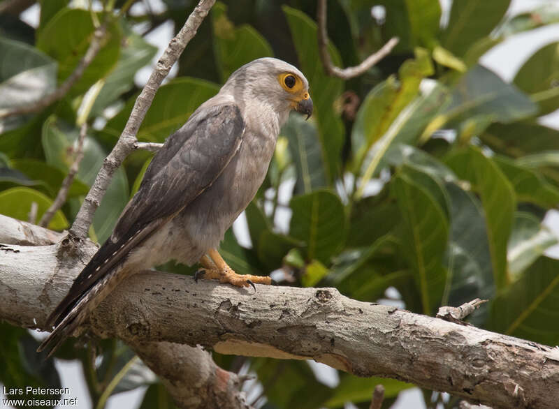 Faucon de Dickinsonadulte, identification