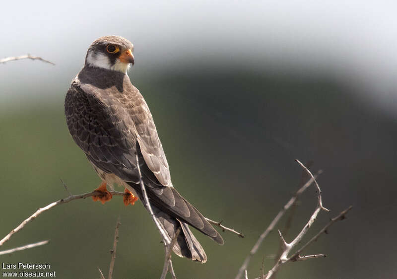 Amur FalconFirst year, pigmentation