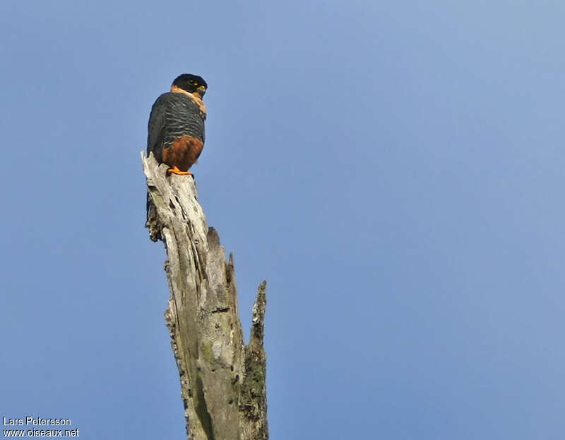 Bat Falconadult, pigmentation