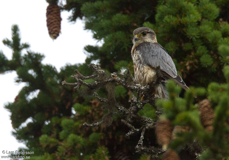 Merlin