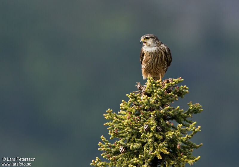 Merlin