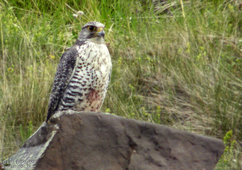 Gyrfalcon