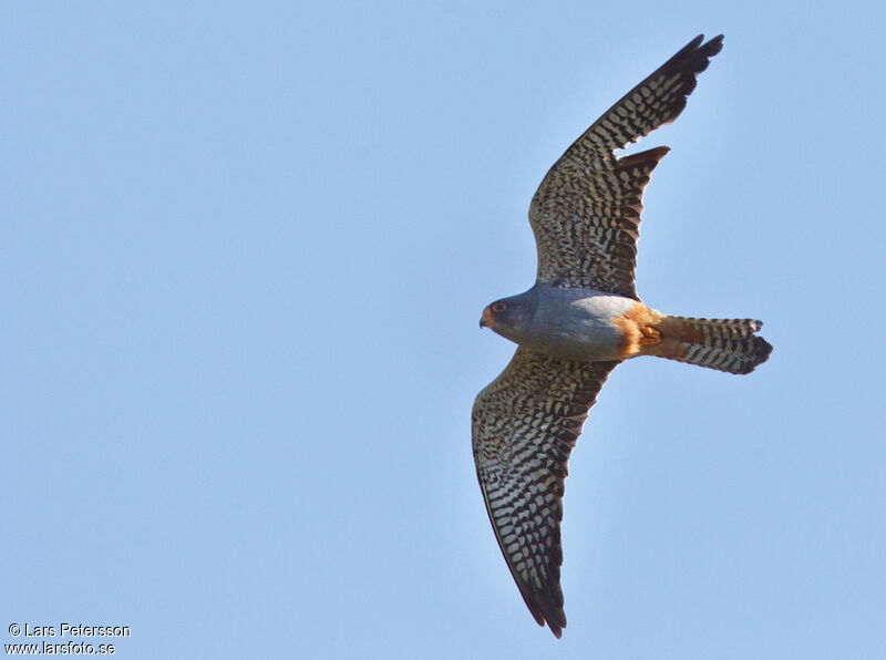 Red-footed Falcon