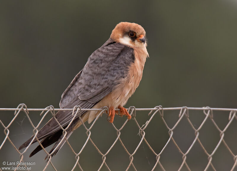 Red-footed Falcon