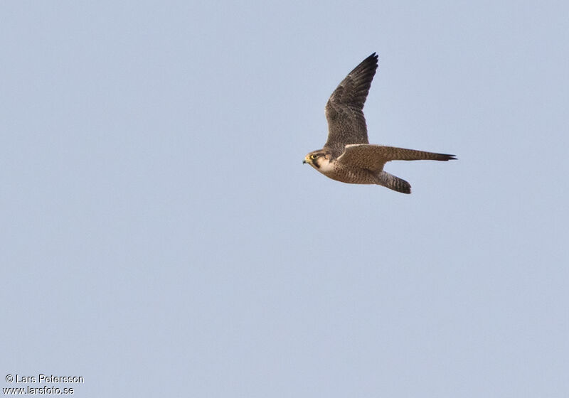 Lanner Falcon