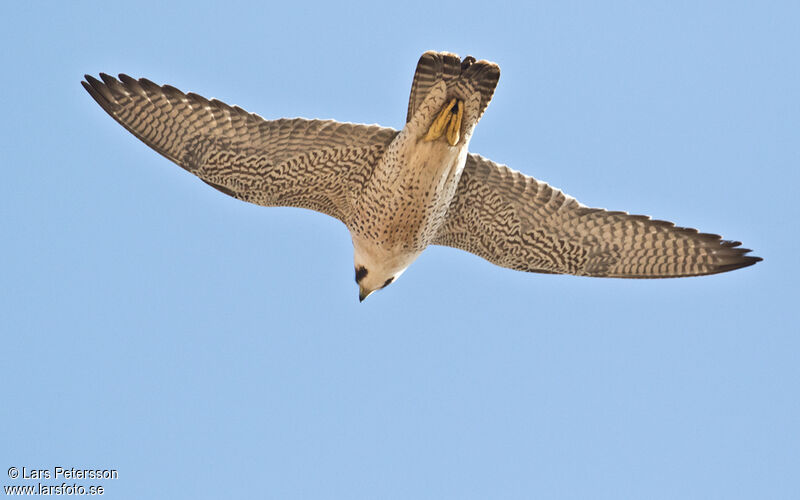 Lanner Falcon