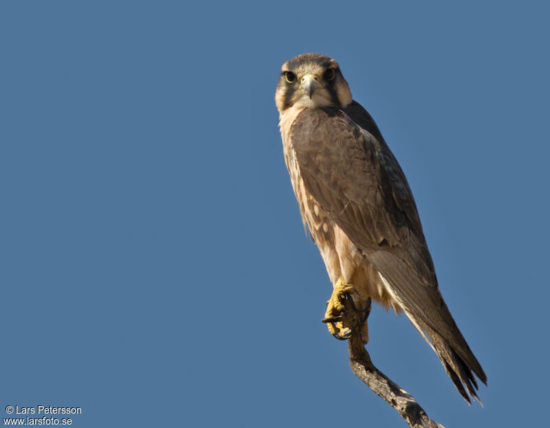 Lanner Falcon