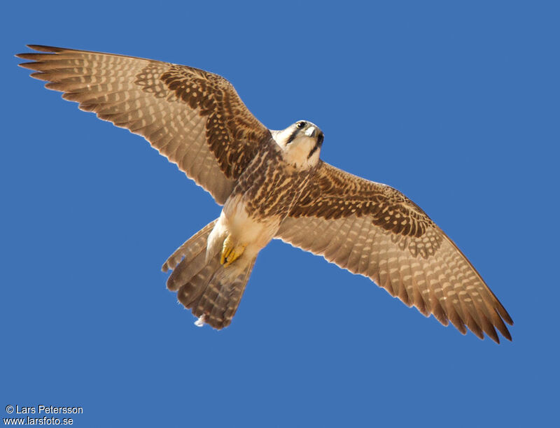 Lanner Falcon