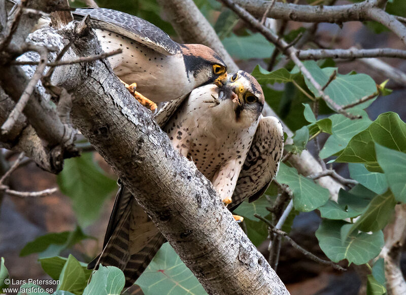 Lanner Falcon