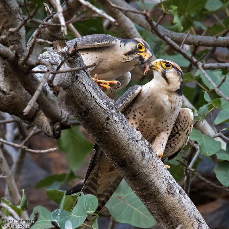 Lanner Falcon