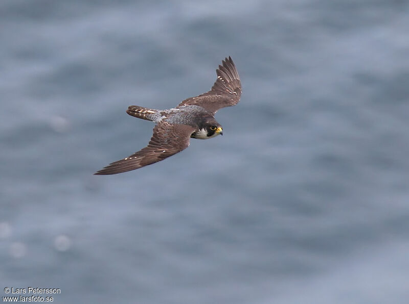 Peregrine Falcon