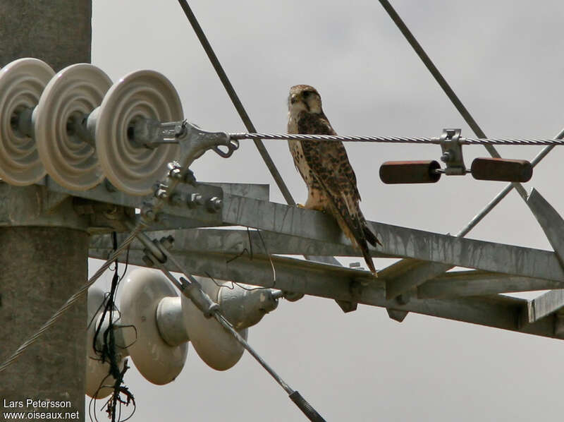 Saker Falcon, pigmentation, Behaviour