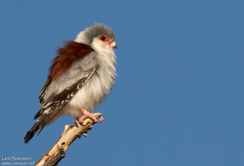 Fauconnet d'Afrique femelle adulte, identification